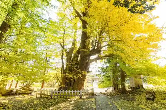 Great Ginkgo of Negishi