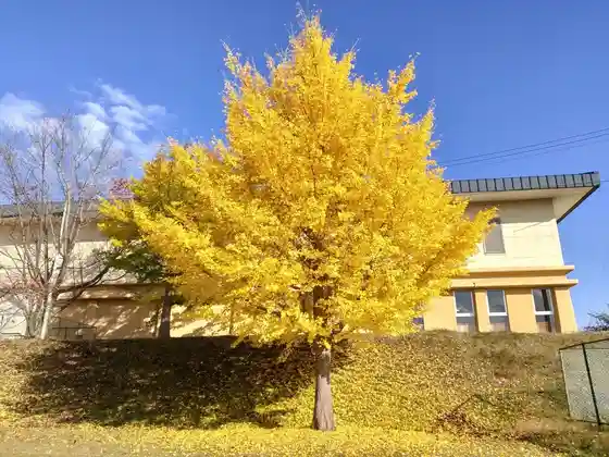 Icho Park
