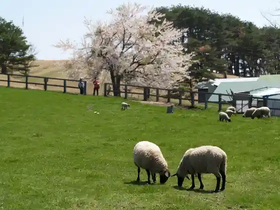Kawayo Green Farm
