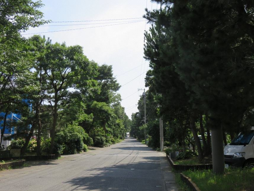 Kewaizaka Pine Avenue