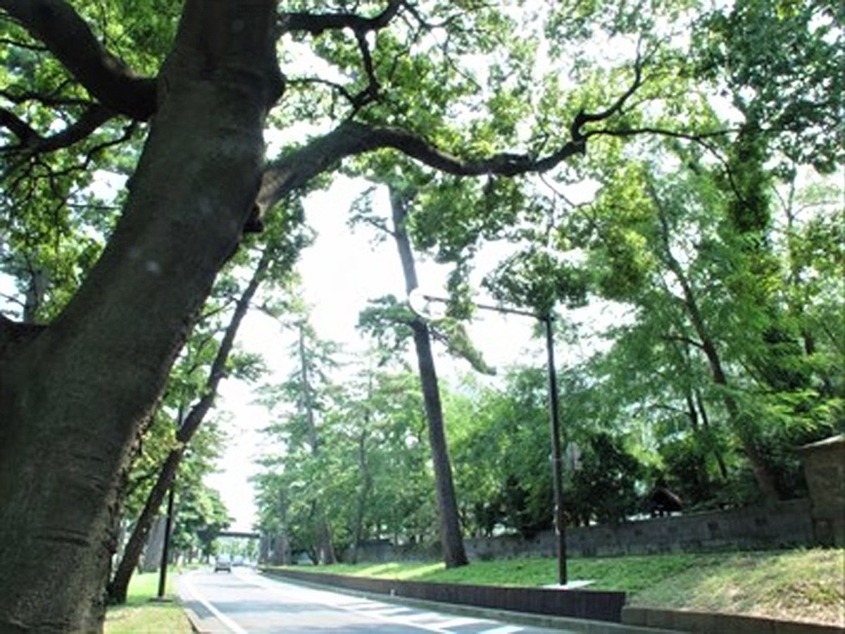 Old Tokaido Pine Avenue (Oiso)