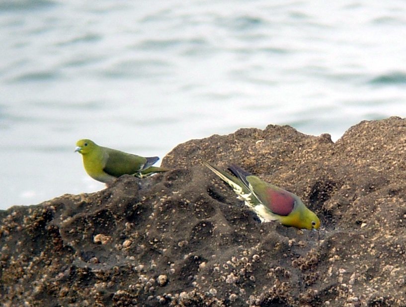 Oiso Port Design Lighthouse and Green Pigeon Watching