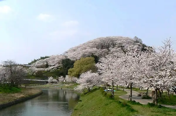 Myojin Yama Nature Forest