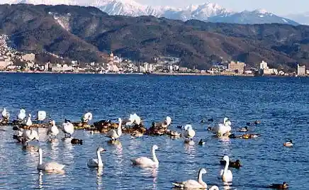 Swans of Lake Suwa