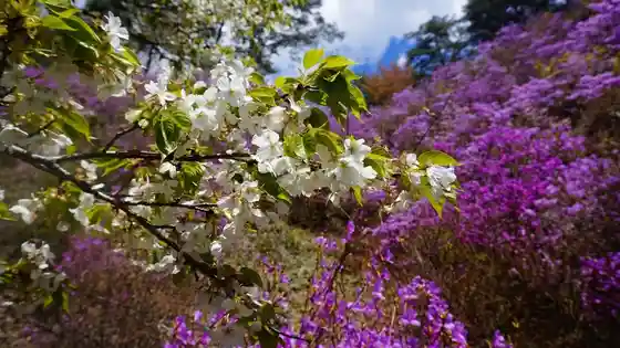 Nozokido Forest Park Azalea Garden