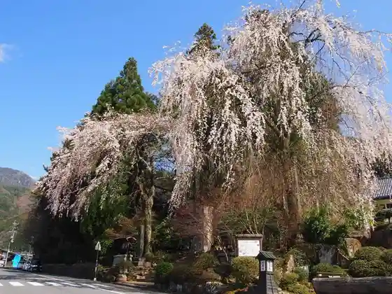 Weeping Cherries at Joshoji Temple