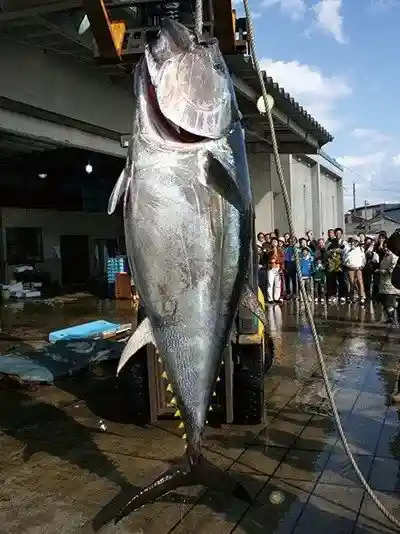 Oma Fishing Port Landing Area