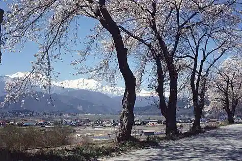 Omachi Tourist Road Cherry Blossoms