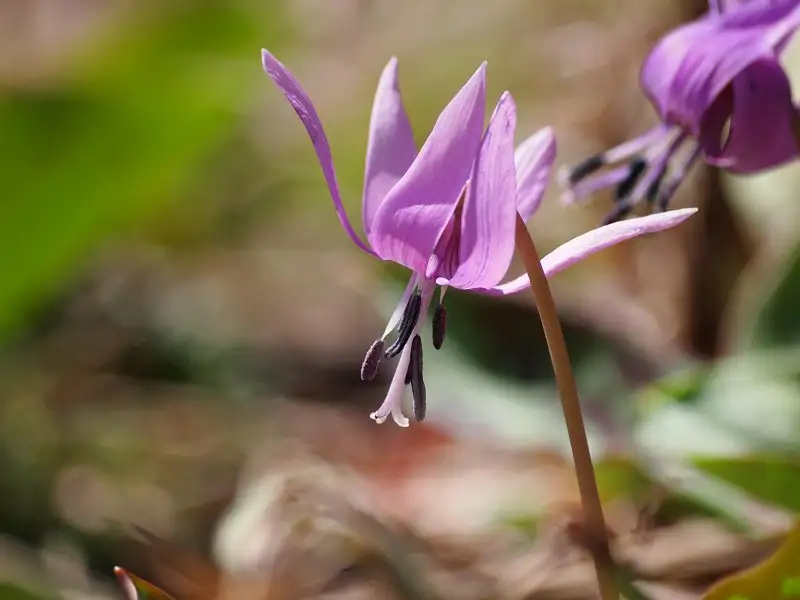 Katakuri Flowers of Kashimayari Kurosawa Plateau