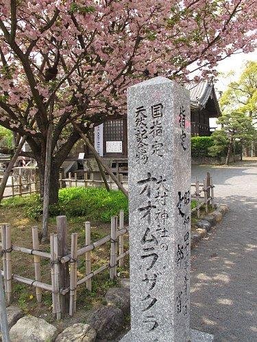 Omura Shrine Omurazakura