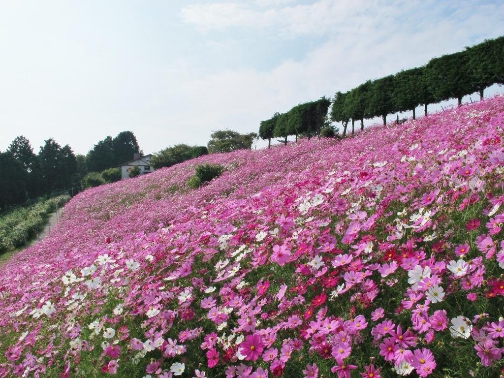 Omata Farm and Nonomi