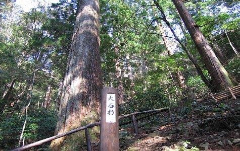 Kayaze Daimyo Cedar