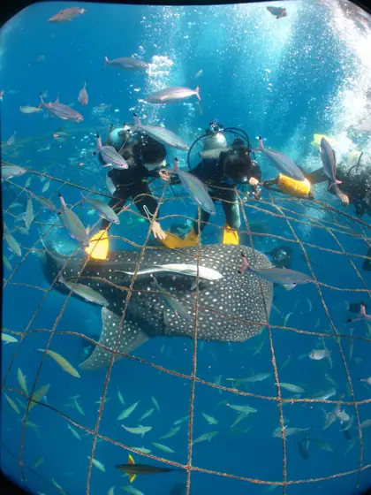 Okinawa Diving Service Airu-Pumandu