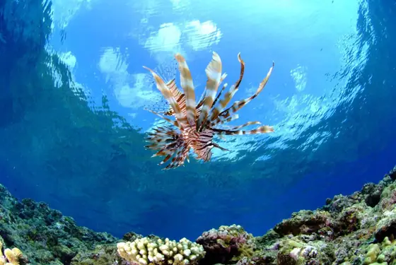 Marine Club UMI