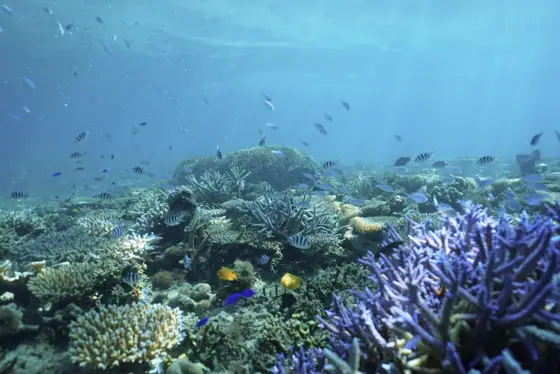 Benthos Divers