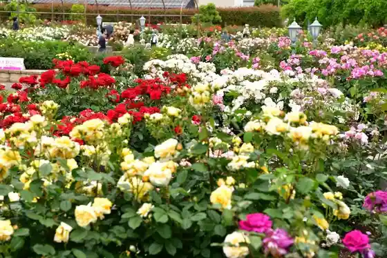 Ono Town Rose Park
