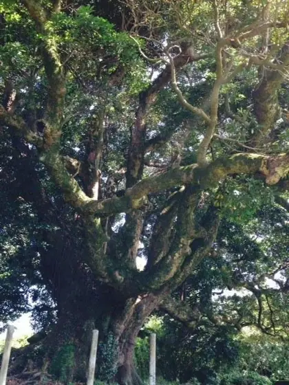 Kariyado Nagedon (Japanese Bay Tree)