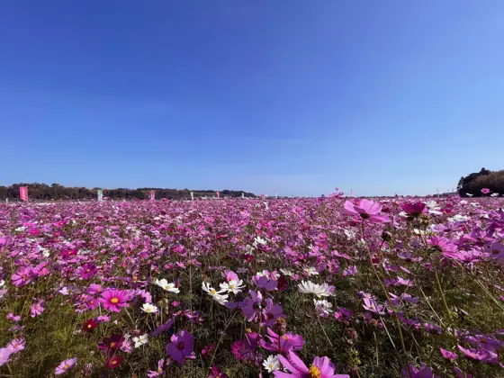 Hishida Cosmos