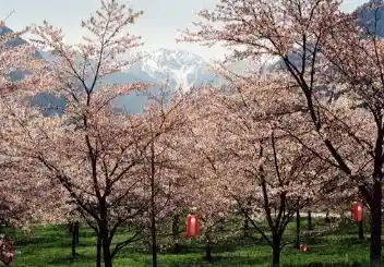 Onishi Park Cherry Blossoms