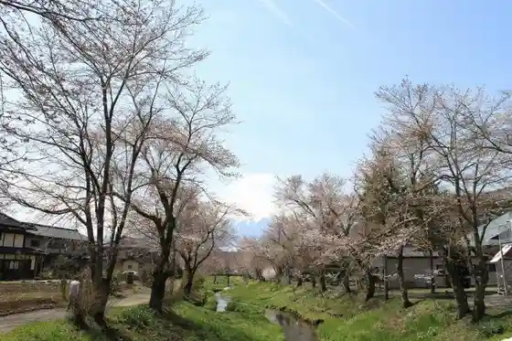 Cherry Blossoms along the Shinmeisho River, Oshino Village