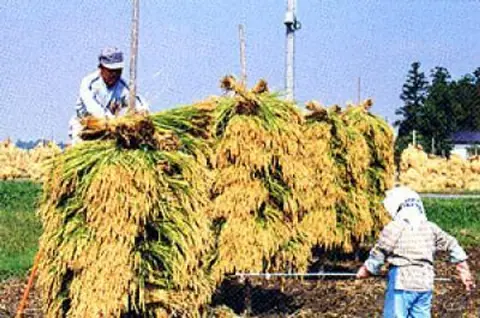 Esashi Kinfuda rice