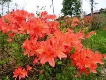 Renge Azaleas at Ontake Ginga Village Campground