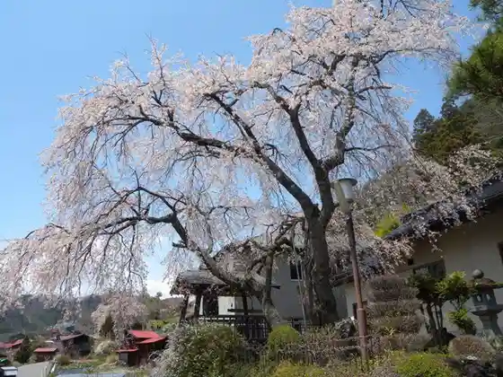 Otori Izumi Tera no Shidarezakura