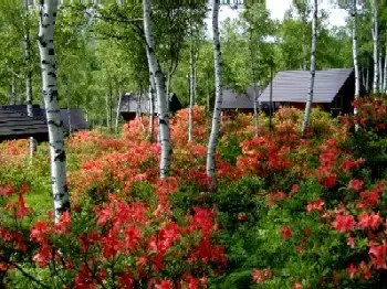 Ontake Ginga Village Campground