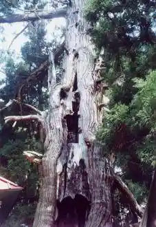 Giant Cedar of Hakusan Shrine