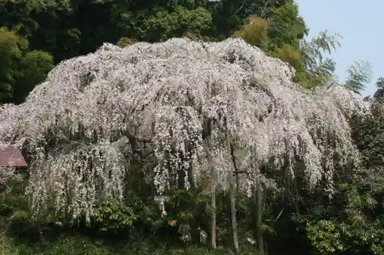Weeping Cherry at Ryunenji Temple