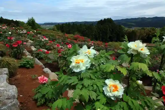 Fuji Peony Garden