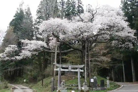 Isogami Mountain Cherry