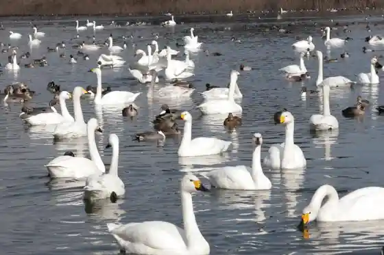 Swans of Hadenuma Marsh
