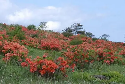 Niiyama Plateau