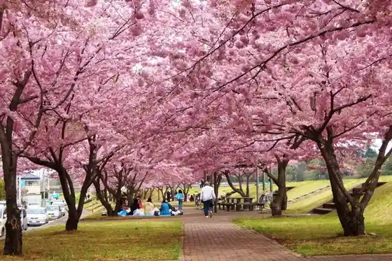Omoigawa Cherry Embankment East of Hakuoh University Daigyoji Campus