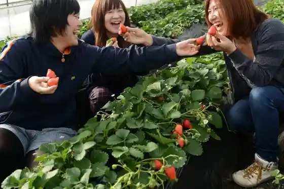 Strawberry Village