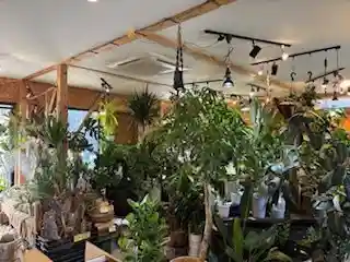 funnyplants Houseplant Shop