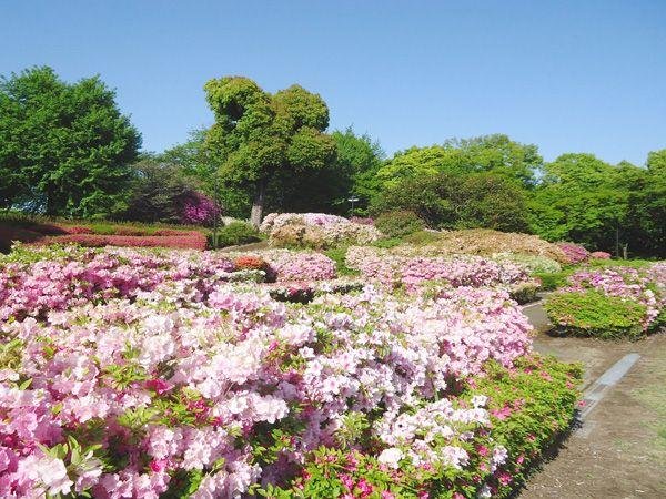 Showa Garden