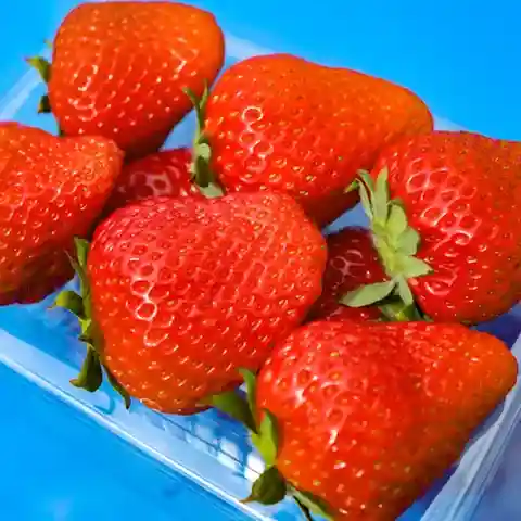 生駒農場