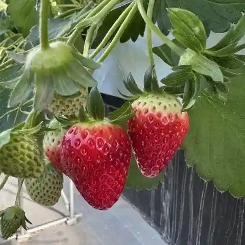 イチゴ ワールド