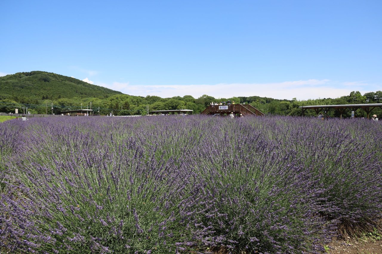 Sennen no Sono Lavender Garden