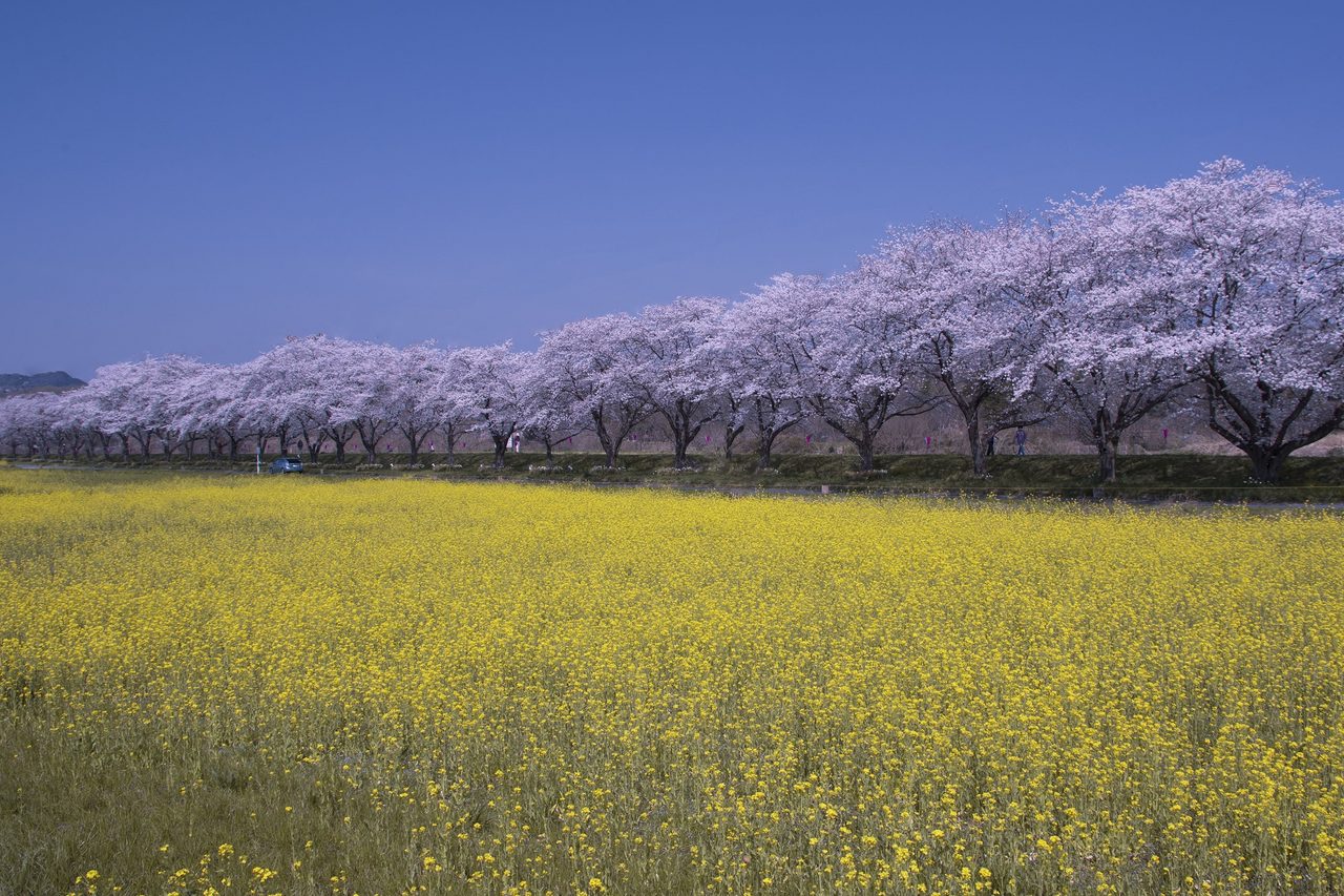 Tokigawa Cherry Blossom Embankment