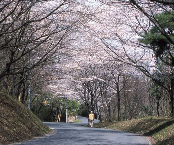 Fuefuki Pass Cherry Blossom Avenue