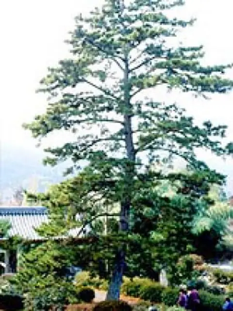 Treasure Pine of Kezoji Temple