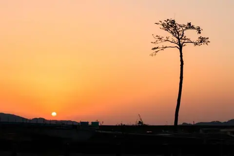 Takata Matsubara and the Miracle Lone Pine