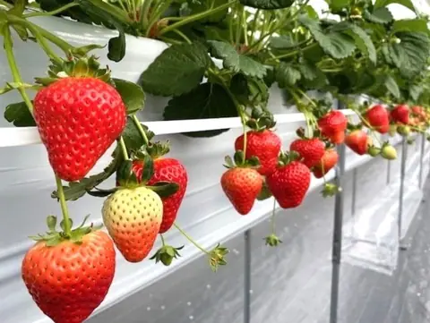 Strawberry Park