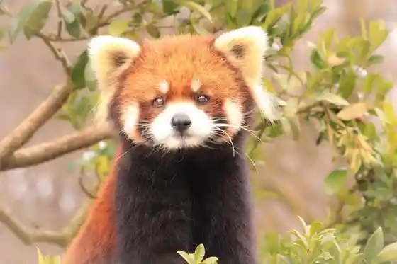 Nishiyama Zoo