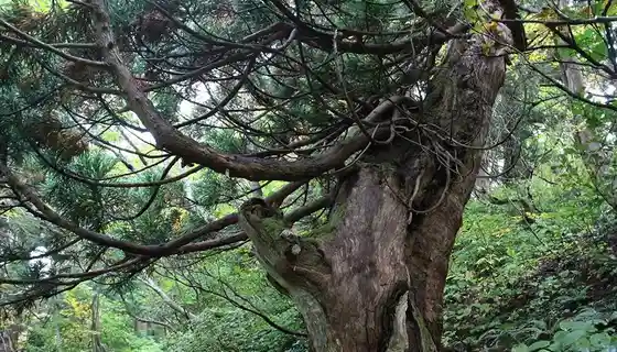 Dai Sado Ishi Mei Tennen Sugi