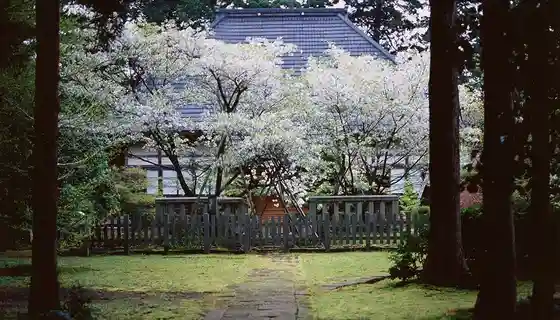 Ogi no Gosho Zakura
