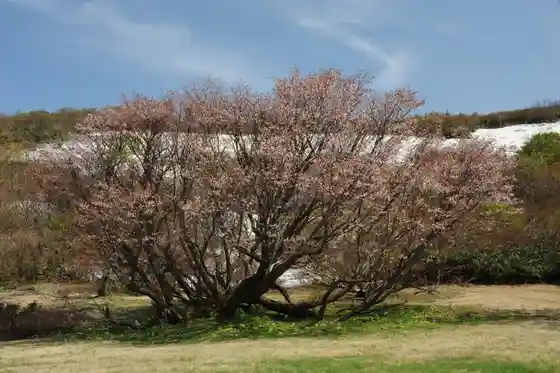 Myoken Yama Shuhen Cherry Blossoms